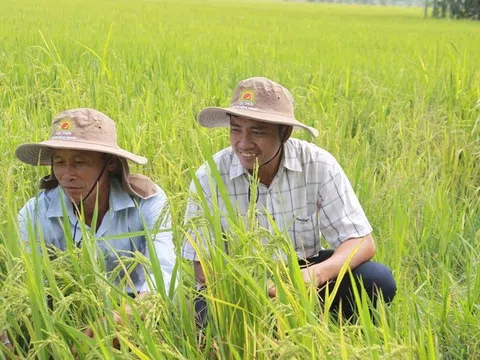 Ứng dụng công nghệ giảm phát thải, hướng tới mô hình kiểu mẫu về nông nghiệp tuần hoàn lúa gạo