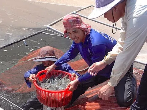 Nuôi tôm công nghệ cao tránh rủi ro, nhưng mối lo rớt giá khiến nông dân thấp thỏm