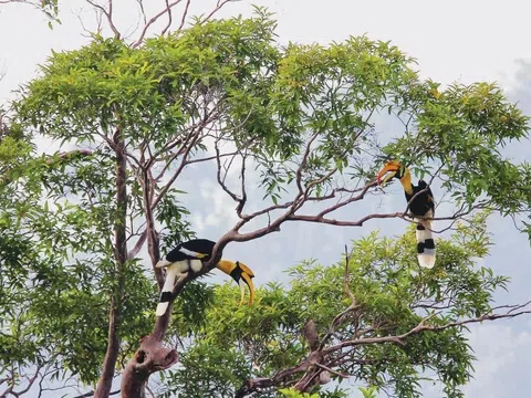 Vườn quốc gia đầu tiên tại Việt Nam đạt danh hiệu Danh lục Xanh IUCN