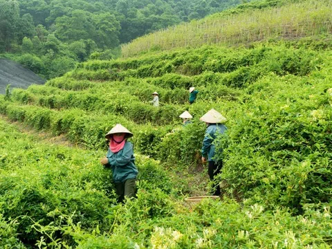 Hà Nội quy hoạch và tăng cường liên kết trong phát triển cây dược liệu