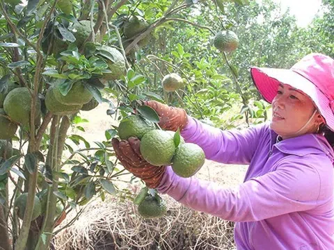 Cam sành giá dưới 5.000 đồng/kg, bài học từ việc trồng cam ồ ạt