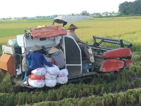 Năng suất lúa vụ Xuân tỉnh Bắc Ninh ước đạt 66,94 tạ/ha