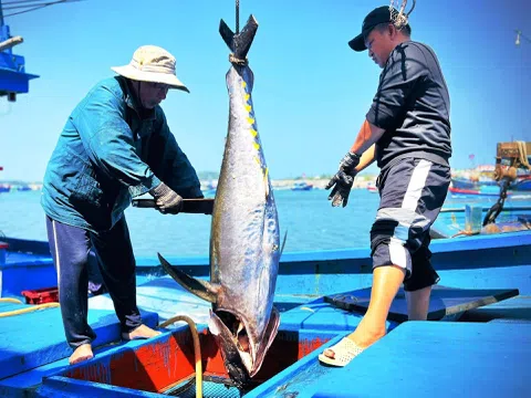 VASEP đề nghị sửa đổi quy định chỉ đánh bắt cá ngừ vằn từ 5kg và cá trích dài 110mm để gỡ khó cho doanh nghiệp
