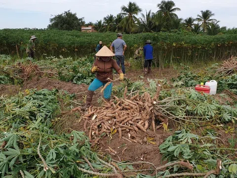 Bàn giải pháp khuyến khích phát triển, đầu tư vào ngành hàng sắn nâng cao vị thế xuất khẩu