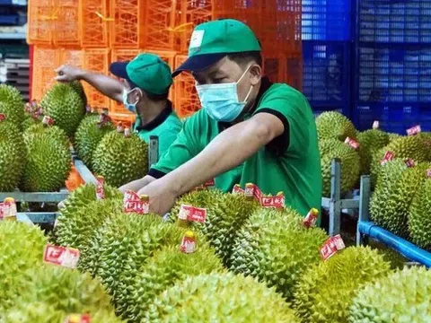 Trung Quốc đình chỉ nhập khẩu sầu riêng từ 33 nguồn của Việt Nam, lời cảnh tỉnh từ chất lượng trái cây vua