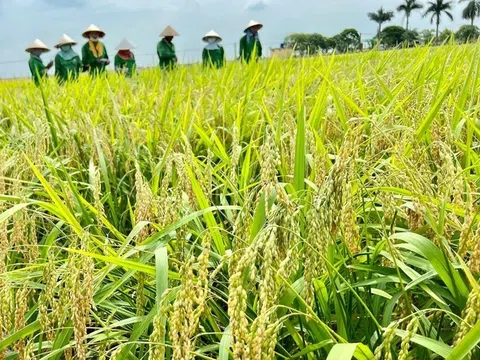 Bàn giải pháp huy động nguồn vốn 2,7 tỷ USD thực hiện đề án 1 triệu ha lúa chất lượng cao