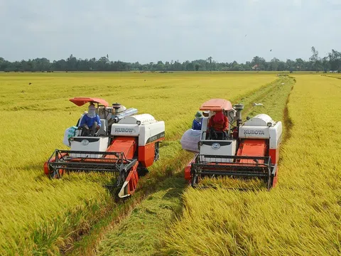 Luật Đất đai phải có chính sách về đất trồng lúa đảm bảo ổn định thu nhập và đời sống người dân