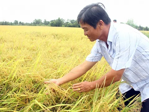 Canh tác lúa thông minh ướt - khô xen kẽ đem lại lợi nhuận hơn 36 triệu đồng/ha