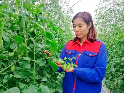 Từ chuyện nhập khẩu dao gọt khoai tây, Bộ trưởng Lê Minh Hoan kêu gọi doanh nghiệp "đánh trống, khua chiêng"