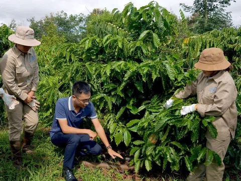 Nâng cao kiến thức chuỗi cung ứng không gây phá rừng, suy thoái rừng tại Việt Nam
