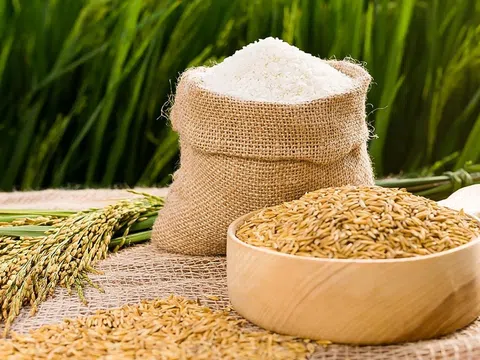 Giá gạo xuất khẩu của Việt Nam giảm xuống mức thấp nhất một năm qua