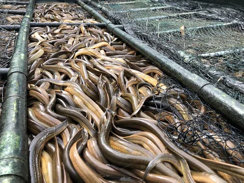 Giá lươn giảm mạnh, người nuôi lươn không bùn đối mặt với thua lỗ