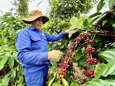 Giá cà phê lập đỉnh chuyên gia khuyến cáo không nên ồ ạt chuyển đổi mà chú trọng trồng cà phê bền vững