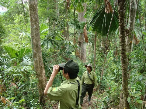 Tín chỉ carbon 'mắc kẹt' trong rừng, Quảng Nam đề xuất thành lập tổ chuyên trách để tháo gỡ vướng mắc