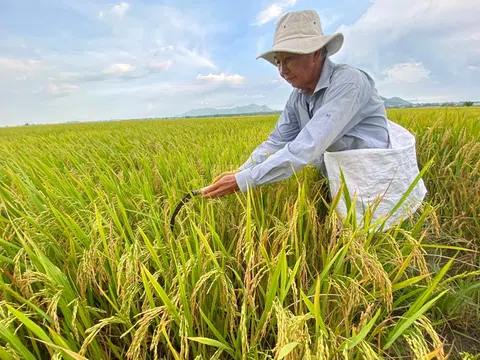 World Bank cam kết khoản vay 350 triệu USD để thực hiện đề án 1 triệu ha lúa chất lượng cao