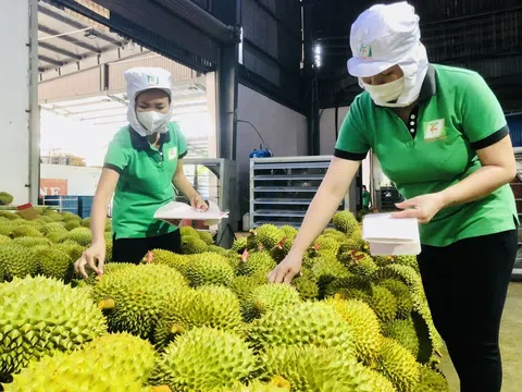 Nông sản Việt xuất khẩu tăng trưởng vượt kỳ vọng, chờ đột biến từ xuất khẩu rau quả