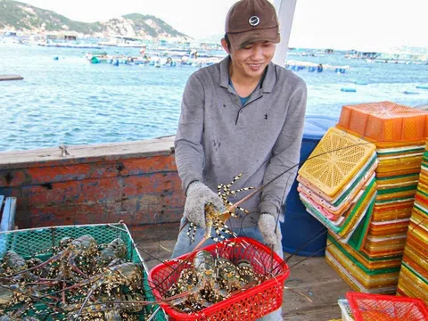 Khánh Hòa lần đầu tiên tổ chức lễ hội tôm hùm với chủ đề “Vịnh xanh bừng sáng”