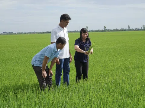 Lần đầu tiên nông dân được thưởng tiền khi canh tác lúa chất lượng cao, giảm phát thải