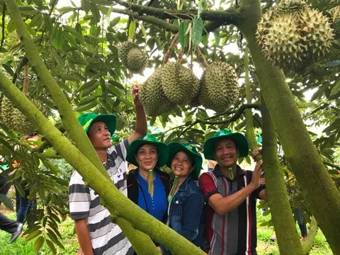 Cơ hội để sầu riêng Việt Nam tăng tốc xuất khẩu, nhà vườn cần loại bỏ những 'rác thải' gây nhiễm chì