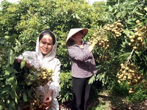 Bảo tồn phát triển giống nhãn cổ đặc sản, Hưng Yên gia tăng giá trị vùng nhãn