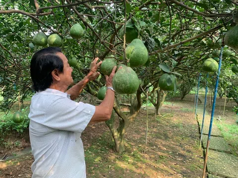 Tỉnh Đồng Nai ưu tiên phát triển nông nghiệp hữu cơ theo chuỗi liên kết gắn sản xuất với tiêu thụ