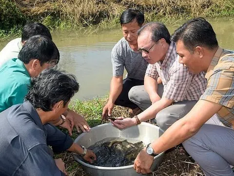 Cà Mau 'ra quân' ngăn chặn đánh bắt cá non để bảo vệ nguồn lợi cá đồng