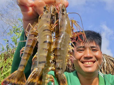 Nhờ nuôi tôm thuận thiên, nông dân Hậu Giang thu nhập cao gấp 3 lần trồng lúa