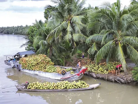 Phát triển bền vững chuỗi giá trị ngành hàng dừa và tham gia thị trường tín chỉ carbon