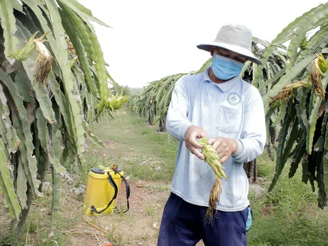 Lo dội chợ, người trồng thanh long bỏ sản xuất chính vụ, chờ nghịch vụ