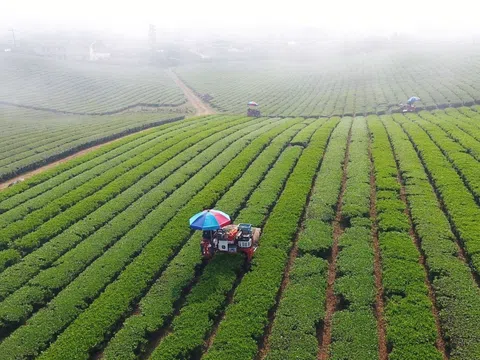 Hợp tác nông nghiệp Việt-Nhật theo hướng nâng cao chất lượng gắn với tăng trưởng xanh