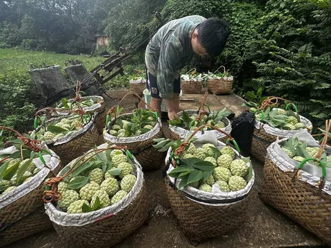 Na Chi Lăng vào vụ thu hoạch, giá bán tăng vọt nhờ đạt chuẩn GlobalGAP, VietGAP