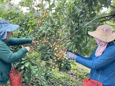 Xây dựng mã số vùng trồng và liên kết sản xuất đưa trái cây Cần Thơ đến các thị trường xuất khẩu