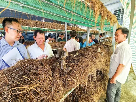 Tạo ra 24 triệu tấn rơm rạ mỗi năm, vùng ĐBSCL sẽ thu về nguồn lợi khổng lồ nhờ kinh tế tuần hoàn