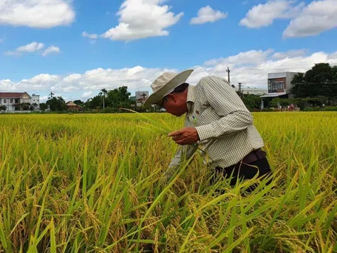 Có doanh nghiệp bao tiêu, Long An vững tâm đẩy mạnh canh tác lúa chất lượng cao và phát thải thấp