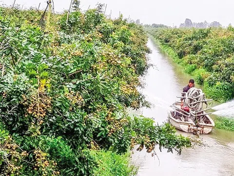 Cần Thơ nâng chất vùng cây ăn trái chất lượng cao hỗ trợ xuất khẩu thị trường lớn