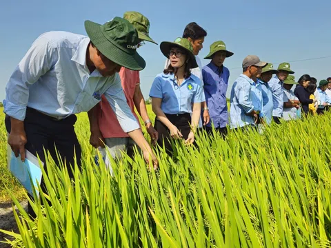 Trồng lúa phát thải thấp nông dân vừa tăng lợi nhuận vừa đổi mới tư duy sản xuất bền vững