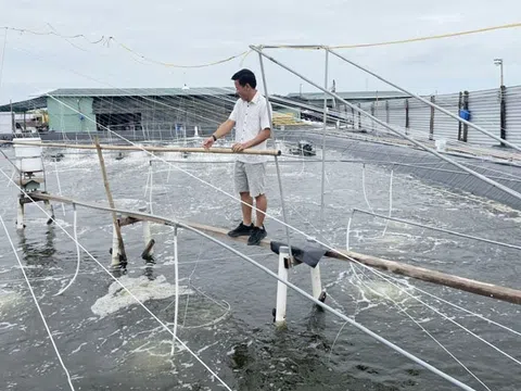 Mô hình nuôi tôm nước lợ ứng dụng công nghệ cao ngày càng khẳng định hiệu quả