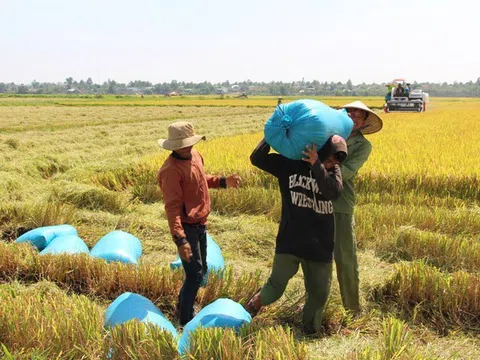 Thúc đẩy chuỗi giá trị sản xuất lúa phát triển theo hướng bền vững