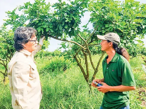 Mỗi năm cung cấp 200.000 tấn trái cây, bí quyết để Cần Thơ xuất khẩu vào các thị trường lớn