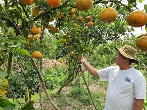 Trái cây vùng ĐBSCL cần đáp ứng yêu cầu khắt khe về tiêu chuẩn, chất lượng để rộng cửa xuất khẩu