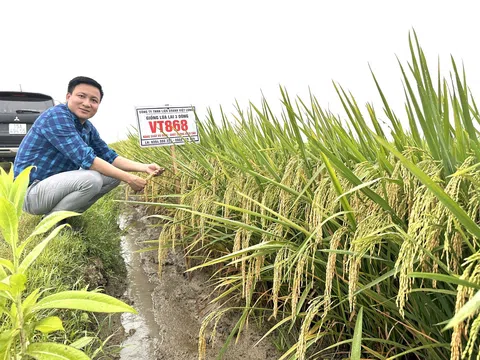 Việt Long đồng hành giúp nhà nông bội thu mùa vàng từ những giống lúa lai chất lượng cao