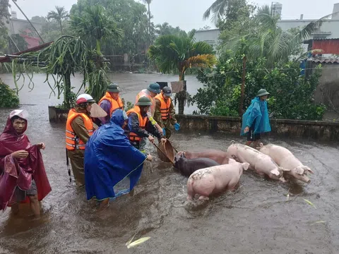 Ngành chăn nuôi bị thiệt hại trong bão lũ nhưng nguồn cung thực phẩm vẫn đảm bảo trong dịp Tết sắp tới