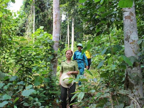 Xây dựng ngành lâm nghiệp trở thành một ngành kinh tế, kỹ thuật