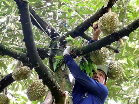 Lo ngại rủi ro, Bình Phước khuyến cáo không nên ồ ạt mở rộng diện tích sầu riêng và phá vỡ chuỗi cung ứng