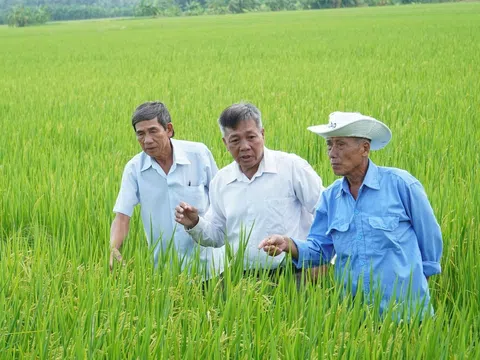 Sóc Trăng nhân rộng mô hình trồng lúa chất lượng cao, phát thải thấp gắn với tăng trưởng xanh