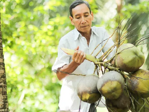 Bến Tre xuất khẩu 22 triệu trái dừa sang 100 quốc gia và vùng lãnh thổ