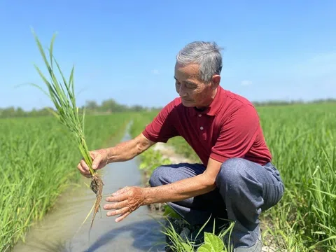 Áp lực canh tác tăng năng suất khiến Đồng bằng sông Cửu Long đối mặt với nguy cơ suy thoái đất