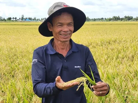 Canh tác lúa thông minh ướt- khô xen kẽ cho năng suất cao và bảo vệ sức khỏe cho người trồng lúa