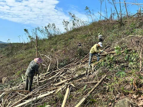 Phát động đợt cao điểm tận thu lâm sản, vệ sinh rừng, Quảng Ninh cấp bách phòng cháy chữa cháy rừng như chống bão