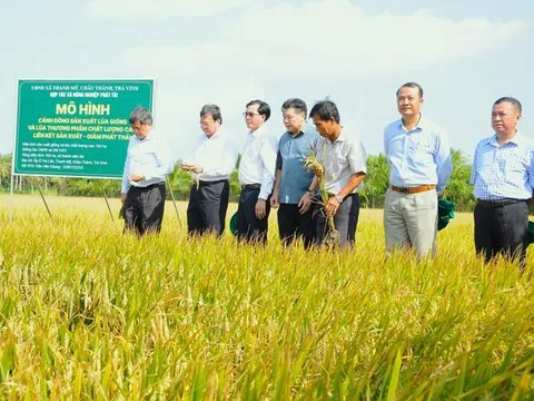 Cho vay Đề án 1 triệu ha lúa chất lượng cao thấp hơn lãi suất tối thiểu 1% và nhiều ưu đãi khác